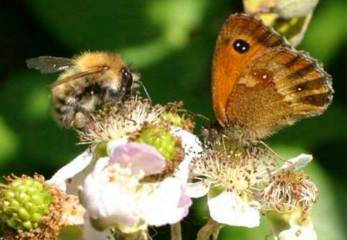 Весенняя защита сада: чем обработать растения от болезней и вредителей 06