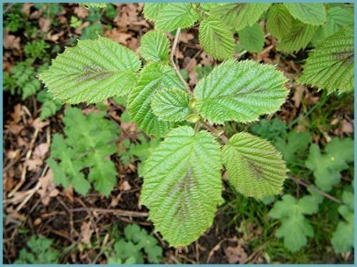 Что можно посадить рядом с фундуком. Лещина: сорта и разновидности