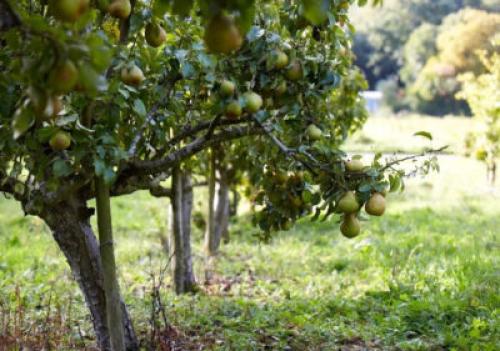 Что посадить рядом с грушей. Что можно посадить рядом с грушей на даче: деревья, кустарники, овощи