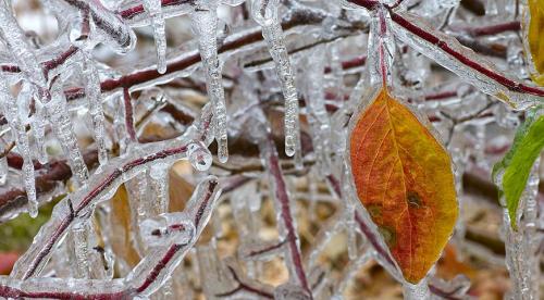Защита растений от заморозков. Защита растений от морозов – эффективные методы 07 Защита растений от заморозков. Защита растений от морозов – эффективные методы 07