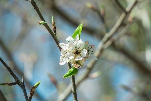 Защита растений от заморозков. Защита растений от морозов – эффективные методы 02 Защита растений от заморозков. Защита растений от морозов – эффективные методы 02