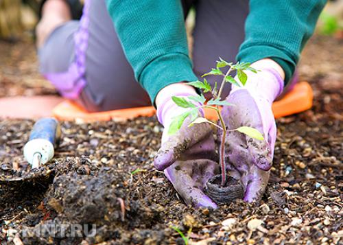 Защита растений от заморозков. Защита растений от морозов – эффективные методы 09 Защита растений от заморозков. Защита растений от морозов – эффективные методы 09