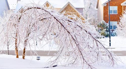 Защита растений от заморозков. Защита растений от морозов – эффективные методы 05 Защита растений от заморозков. Защита растений от морозов – эффективные методы 05