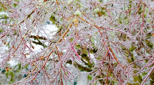 Защита растений от заморозков. Защита растений от морозов – эффективные методы 06 Защита растений от заморозков. Защита растений от морозов – эффективные методы 06