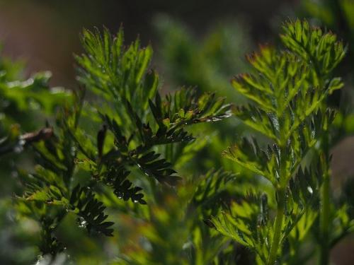 Защита растений от заморозков. Защита растений от морозов – эффективные методы 04 Защита растений от заморозков. Защита растений от морозов – эффективные методы 04