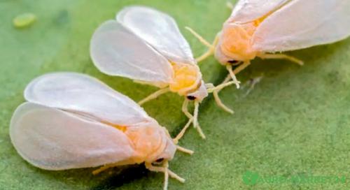 Когда можно есть капусту после обработки химикатами. Весенняя капустная муха (Delia radicum 03 Когда можно есть капусту после обработки химикатами. Весенняя капустная муха (Delia radicum 03