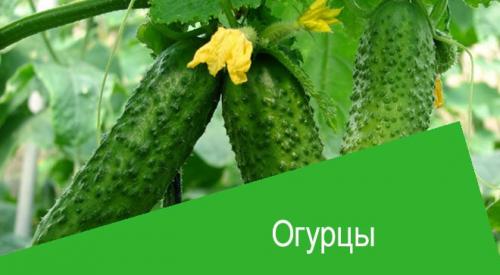 Через сколько дней можно есть огурцы после обработки актарой. Актара для огурцов