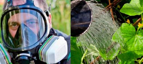 Через сколько дней можно есть огурцы после обработки актарой. Актара для огурцов