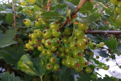 Черная смородина с чем сажать. Соседи смородины на участке, что можно и нельзя сажать рядом