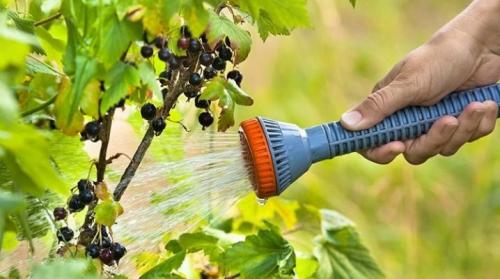 Уход за смородиной. Все об уходе за черной смородиной