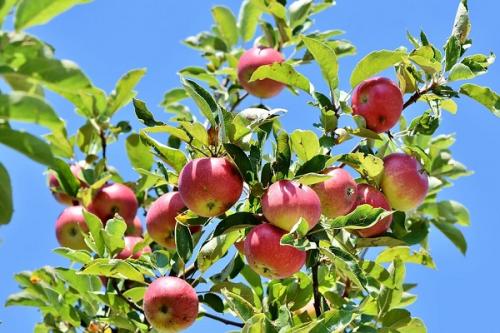 Черная смородина с чем сажать. Соседи смородины на участке, что можно и нельзя сажать рядом