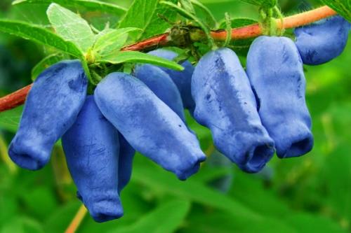 Черная смородина с чем сажать. Соседи смородины на участке, что можно и нельзя сажать рядом