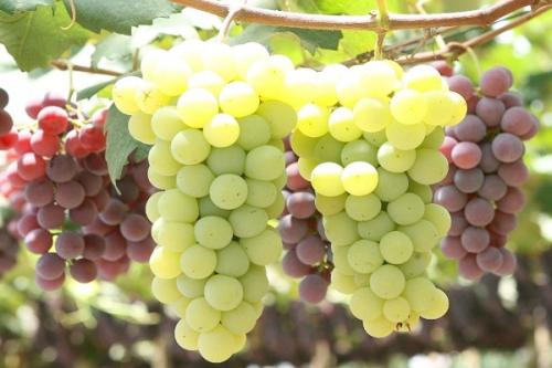 Черная смородина с чем сажать. Соседи смородины на участке, что можно и нельзя сажать рядом