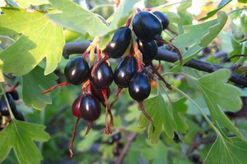 Черная смородина с чем сажать. Соседи смородины на участке, что можно и нельзя сажать рядом