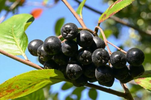 Черная смородина с чем сажать. Соседи смородины на участке, что можно и нельзя сажать рядом