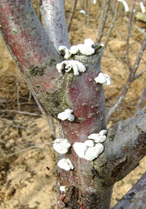 Гриб-трутовик на плодовом дереве. Какие грибы вырастают на плодовых деревьях 01