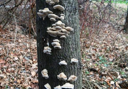 Грибы-паразиты на садовых деревьях и борьба.. Почему паразитирующие грибы селятся на деревьях