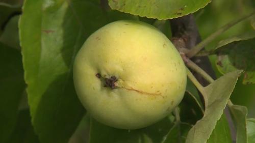 Когда нельзя есть яблоки. Диетологи рассказали, чем опасны яблоки и кому их нельзя