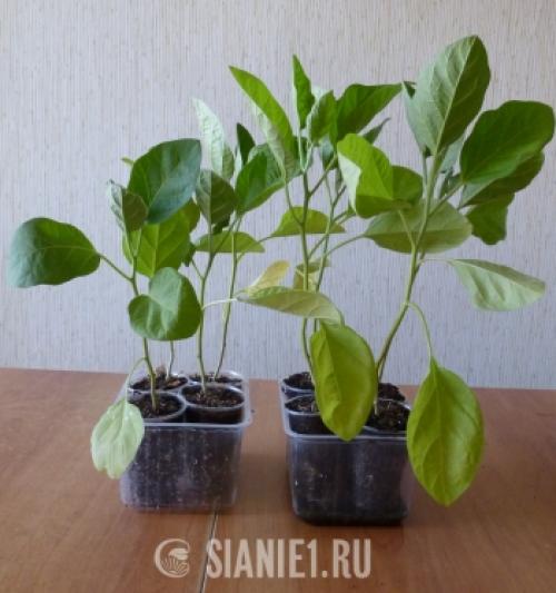 Что такое капиллярный мат для растений. Что это такое, принцип действия 06