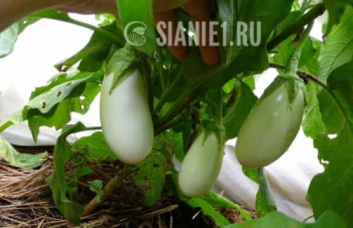 Что такое капиллярный мат для растений. Что это такое, принцип действия 07