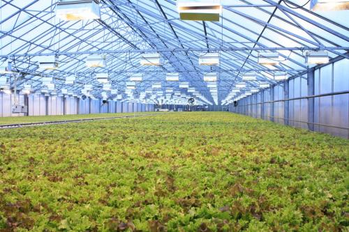 Капиллярные маты для полива. Технология выращивания зелёных культур на капиллярных матах