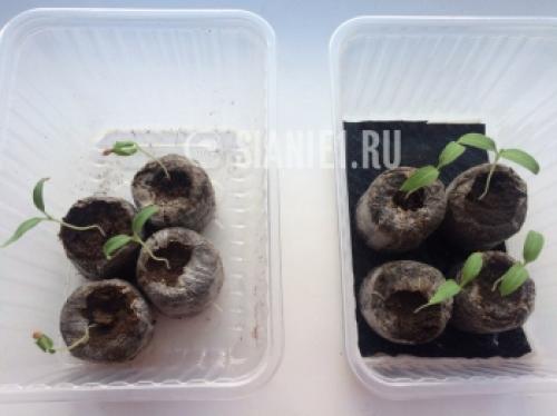 Что такое капиллярный мат для растений. Что это такое, принцип действия 05