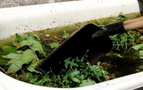 Как часто нужно применять 500 г на ведро воды для поддержания здоровья растений. Как сделать травяную бродилку из сорняков