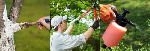 Весенняя обработка сада от болезней и вредителей. Обработка смородины и крыжовника весной 02