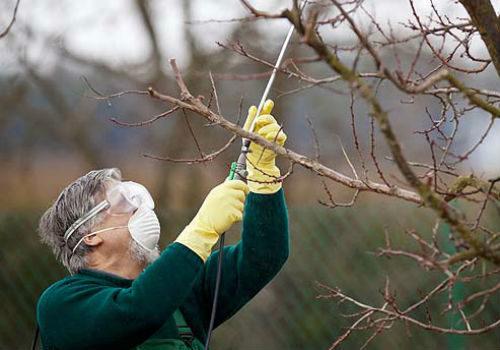 Весеннее опрыскивание сада мочевиной. Зачем это делают
