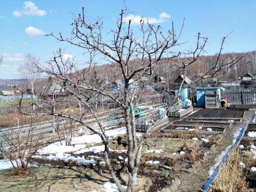 Обработка плодовых деревьев. Когда проводить обработку фруктовых деревьев