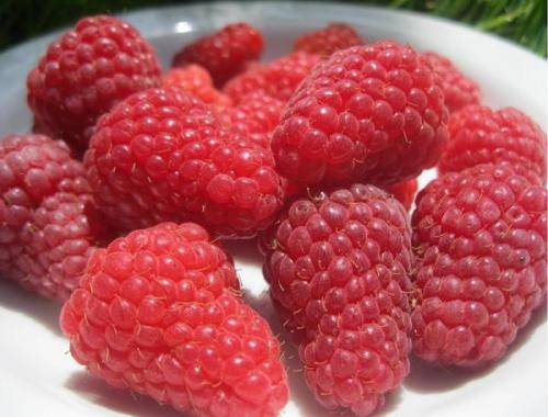 Какие сорта малины считаются самыми вкусными. Обычные сорта малины
