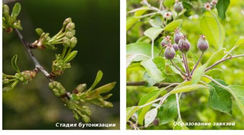 Когда и чем опрыскивать сад весной от вредителей и болезней. Весенняя обработка сада – ПОШАГОВЫЙ план (6 обязательных этапов) 07