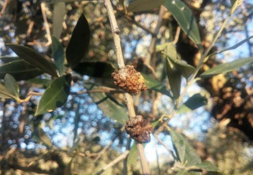 Когда и чем опрыскивать сад весной от вредителей и болезней. Весенняя обработка сада – ПОШАГОВЫЙ план (6 обязательных этапов) 06