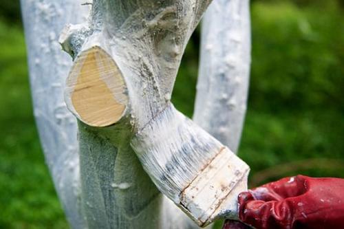 Обработка плодовых деревьев. Обработка домашними средствами