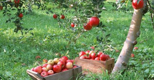 Обработка сада весной мочевиной. Важные правила для обработки сада весной