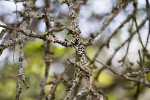Весенние обработки в саду. Основные угрозы саду 02