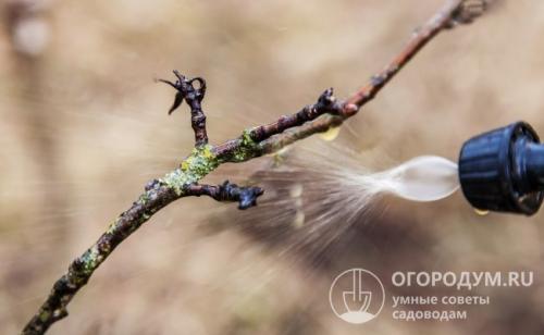 Календарь опрыскивания яблонь. Чем обрабатывать яблони ранней весной от вредителей и болезней