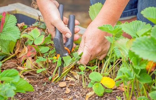 Последовательность обработки сада осенью. Осенняя обработка сада: эффективные приемы против болезней и вредителей