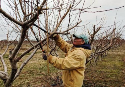 Таблица обработки яблонь. Химические препараты для обработки яблони весной от болезней и вредителей