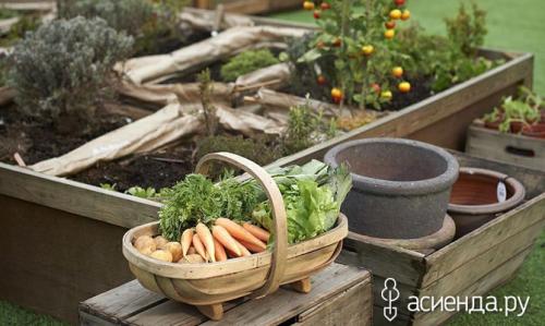 Чем наполнить высокие грядки. 10 советов для высоких грядок