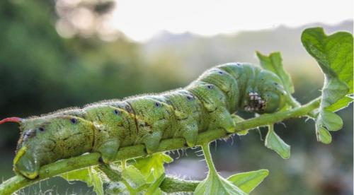Чем обработать сад от болезней и вредителей весной и летом. Чем и как обработать сад в июне от болезней и вредителей: удобный список препаратов 02