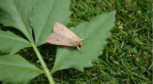 Чем обработать сад от болезней и вредителей весной и летом. Чем и как обработать сад в июне от болезней и вредителей: удобный список препаратов 01