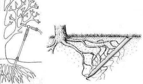 Весенняя защита деревьев: когда и чем опрыскивать 01 Весенняя защита деревьев: когда и чем опрыскивать 01