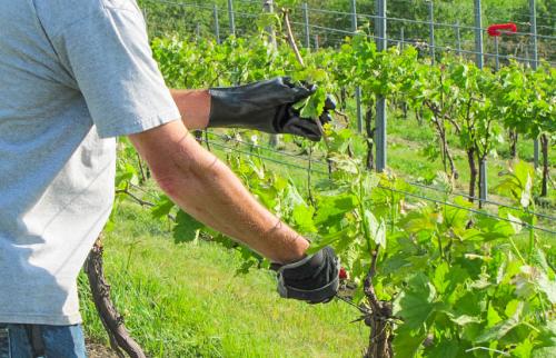 Обработка сада весной от вредителей и болезней. Обработка сада весной: нет болезням и вредителям