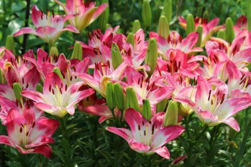 Пересадка лилий весной. Когда лучше пересаживать лилии на новое место