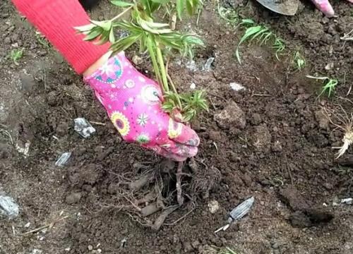 Когда пересаживать пионы. Поиск подходящего места, подготовка почвы