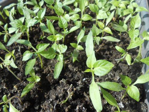 Пикировка. Для чего пикируют рассадные культуры