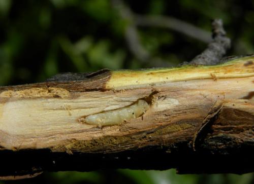 Болезни и вредители сада. Добавление статьи в новую подборку 07