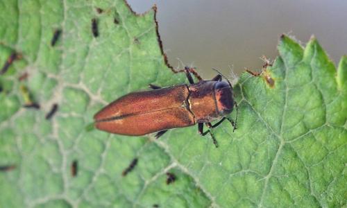 Болезни и вредители сада. Добавление статьи в новую подборку 06
