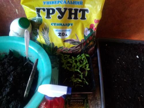 Пикировка. Для чего пикируют рассадные культуры